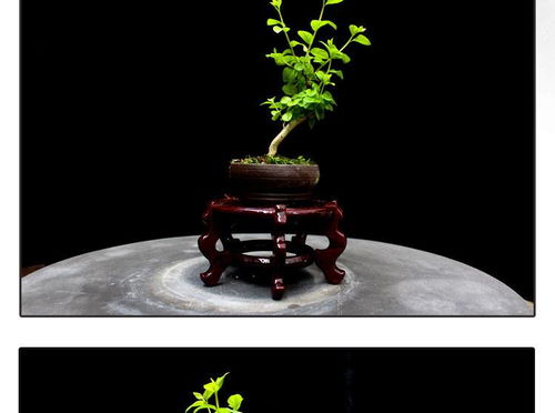 方寸間的詩(shī)意與清新 如皋紫薇微型盆景，打造桌面素雅文藝空間