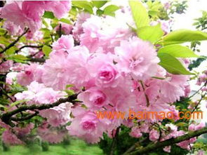 濰坊國慶菊優(yōu)質(zhì)貨源尋蹤 批發(fā)生產(chǎn)廠家、價(jià)格及禮品花卉銷售指南